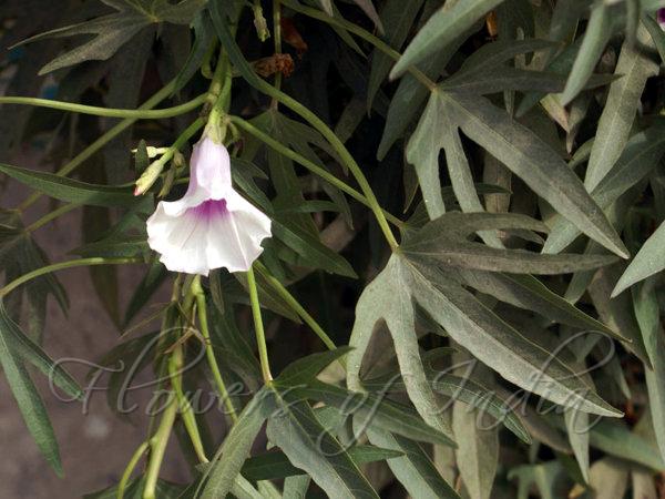 Palm-Leaf Morning Glory